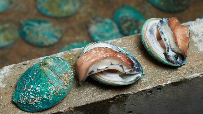 Yumbah Aquaculture is the largest abalone producer in Australia.