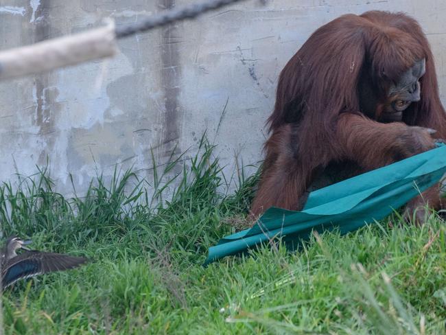 School holidays. A day in the life of a Zoo keeper, Georgie Greig | Keeper - Carnivores. Has worked as a Zookeeper at Melbourne Zoo for just over 3 years. The male oraogituange is interested in a family of ducklings. Picture: Jason Edwards