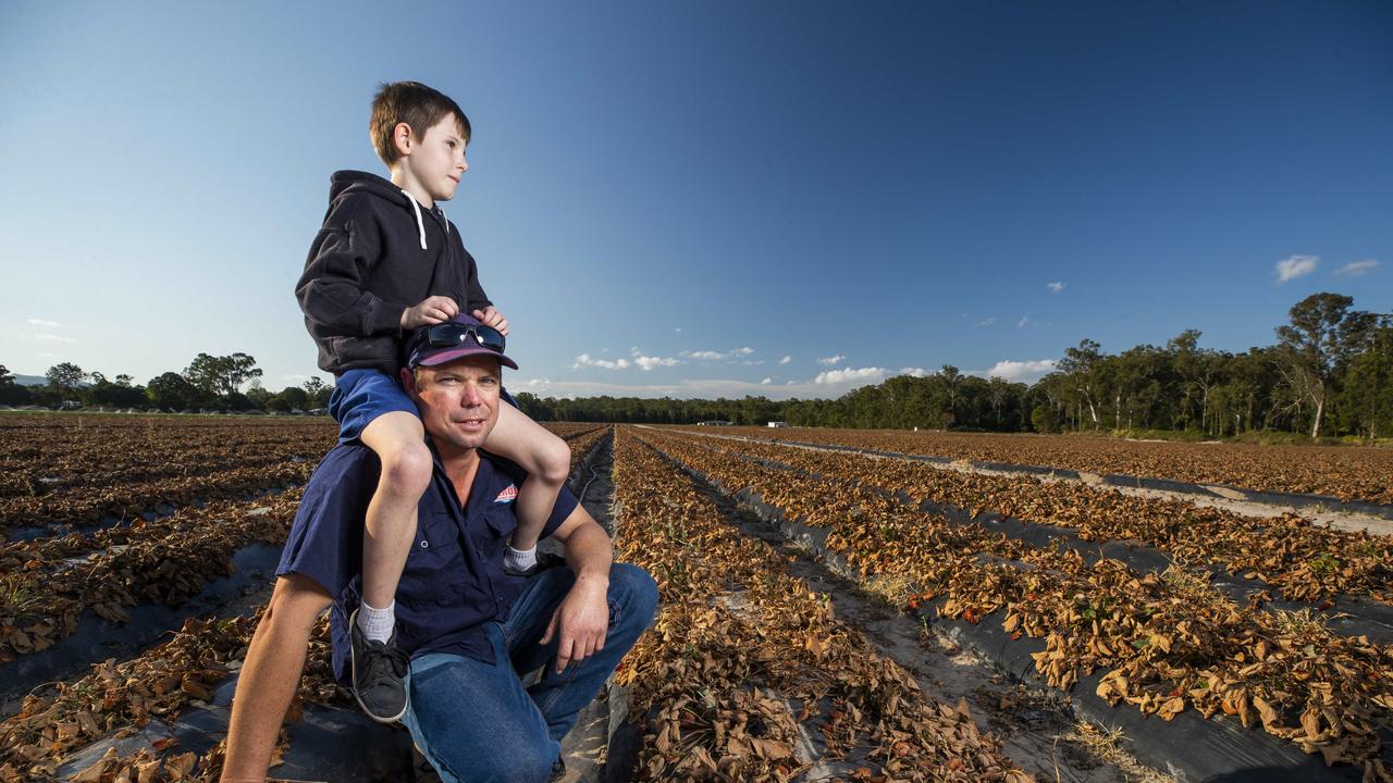 Beerwah strawberry Farmer Justin Agostinelli from A &amp; A Berries with his 8 year old son Jeremy among some of the 700,000 plants that have been destroyed due to a glut in the market that leaves Justin losing 40 cents per punnet. Picture Lachie Millard