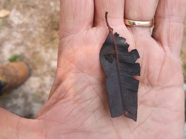 A burned leaf he found near his home.