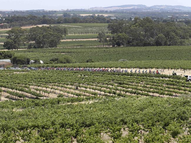 CYCLING - Tour Down Under - Ziptrak Stage 1 - 21/01/20 - Tanunda to Tanunda. Picture SARAH REED