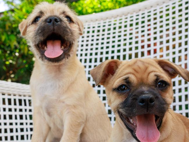 Weekend Telegraph. 25, November, 2024.Rescue puppies, Bob and Lionel, at Westleigh, today.(Story - The Petbarn Foundation will be launching its annual Tree of Hope Appeal)Picture: Justin Lloyd.