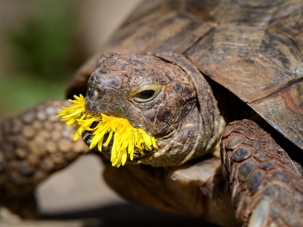 Tortoise Edgar's favourite food are the leaves and flowers of dandelions. Picture: Jonathan Casey/Comedy Pets