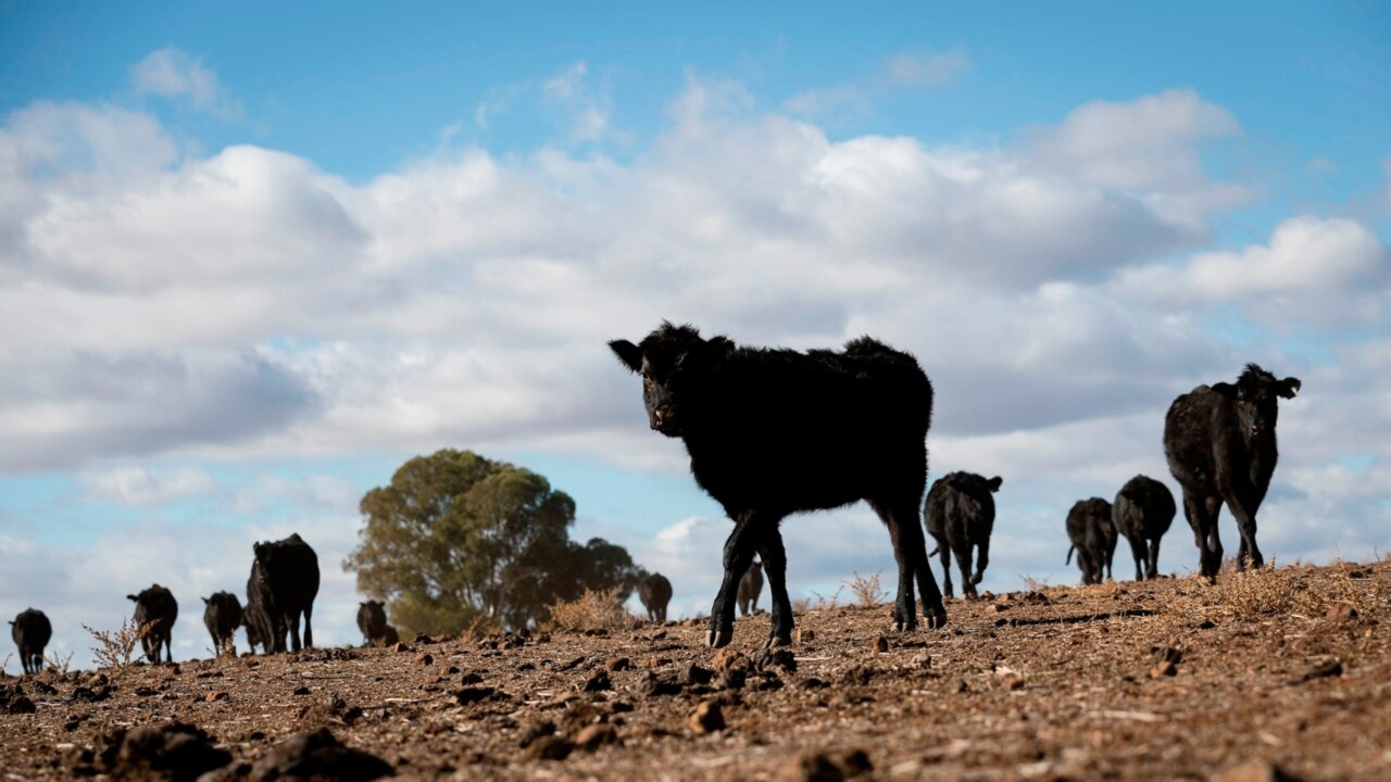 Farmers and firefighters concerned as signs of El Nino are growing