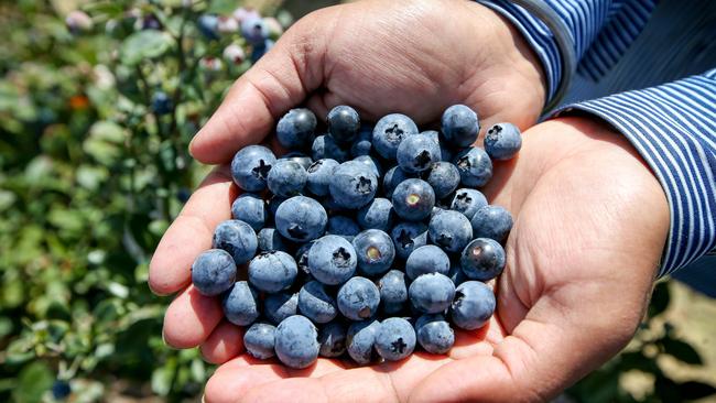 You’ll need to use netting to protect ripening fruit from birds. Picture: Lindsay Moller