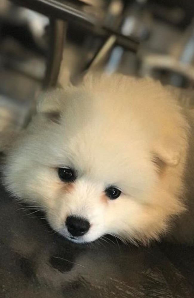 David Dibley Hair’s mascot Millie the Japanese Spitz (but don’t worry, if you don’t like dogs David will pop her in her pen).