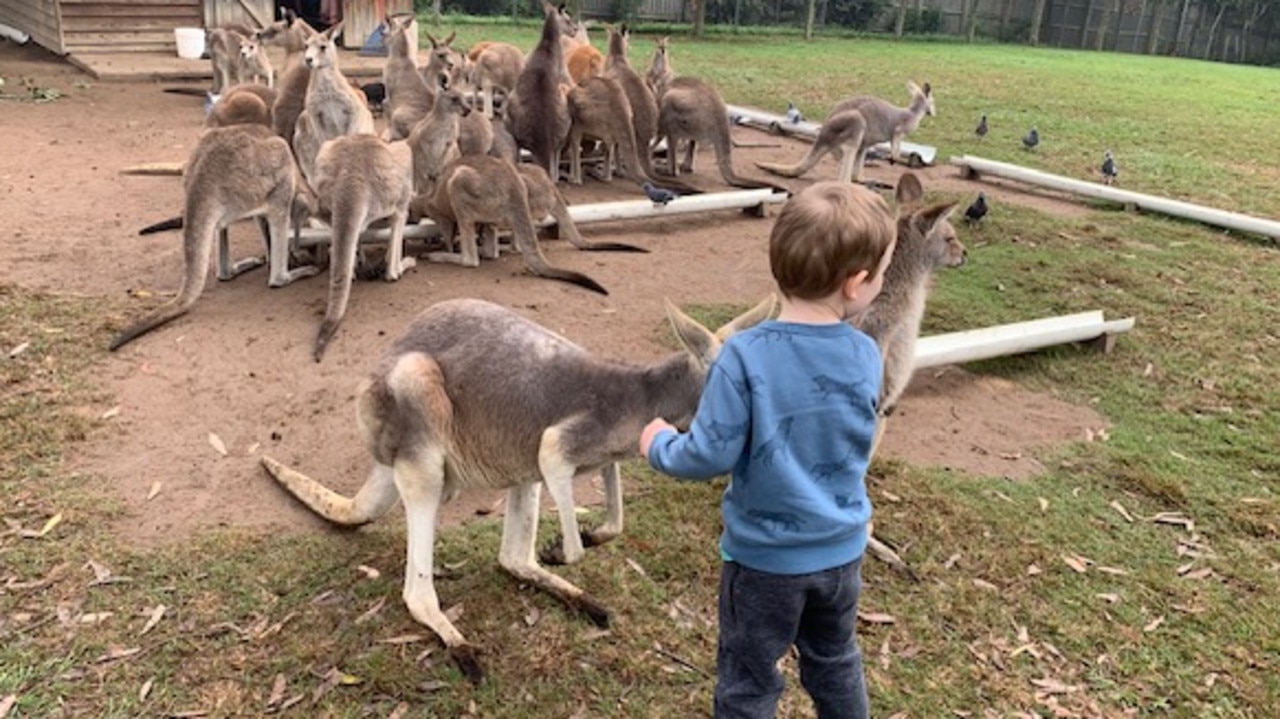 Feeding the kangaroos at Lone Pine Koala Sanctuary. Picture: News Corp
