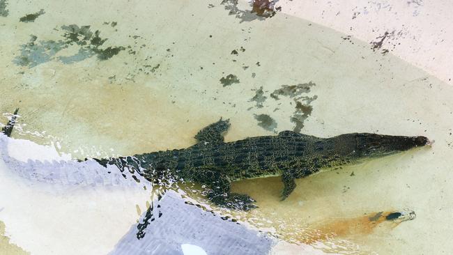 The Queensland government Department of Environment, Science and Innovation has partnered with researchers from the University of Canberra to develop a technique to detect the presence of crocodiles. Picture: Brendan Radke