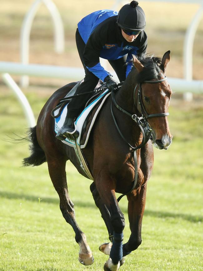 Red Cardinal gallops during the Werribee International Gallops in Melbourne. Picture: Michael Dodge/Getty