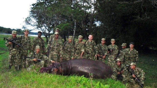 In 2009 Colombian soldiers killed Pepe, one of the hippos that escaped from the ranch and was breeding in the wild population. Picture: STR/AFP/Getty Images