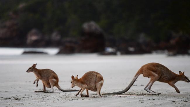 Wallabies and kangaroos are regularly seen at Cape Hillsborough near Mackay.