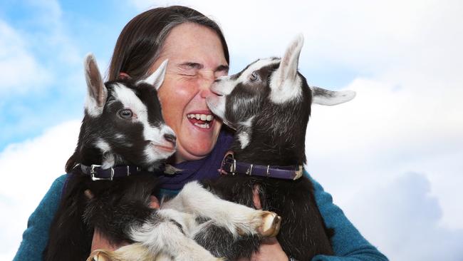 It’s kidding season at Main Ridge Dairy. Bess Noxon gets a surprise while holding two new born kids.