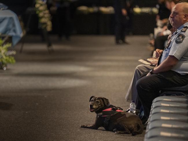 Rachel McCrow’s dog, Archibald, sat in the front row of the memorial service. Picture: Queensland Police / NCA NewsWire