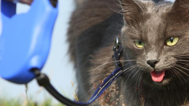 Cats will have to be on leashes when exercised away from their homes once a new Campbelltown Council bylaw comes into full effect. Picture: File