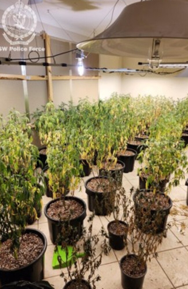 The plants have been seized by officers. Picture: NSW Police