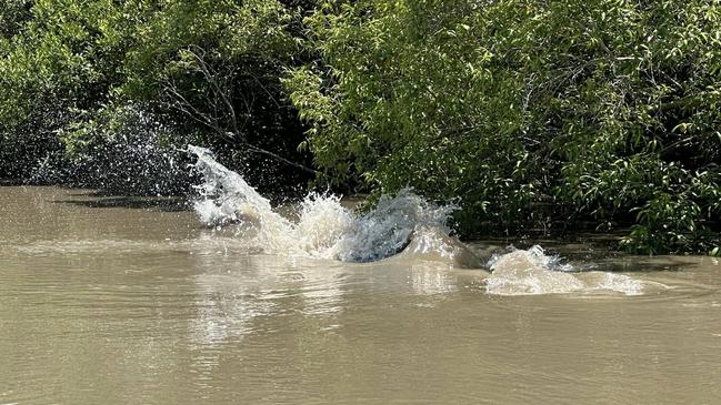 Proserpine local Steve Rix has shared on a Facebook group photos of two crocodiles in a fight. Picture: Steve Rix