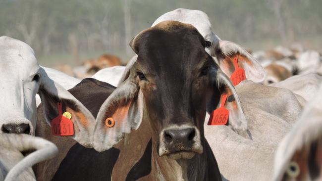 The live cattle trade has started well for exporters in Darwin with ships sailing regularly to Indonesia.