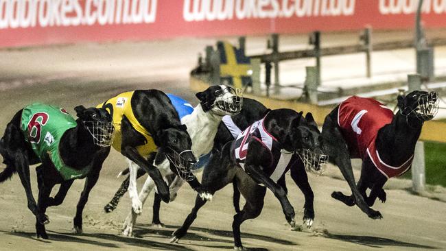 Greyhound racing at Wentworth Park. Picture: Getty Images