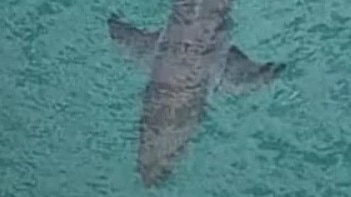 A shark spotted off Salt Beach after the attack on Sunday