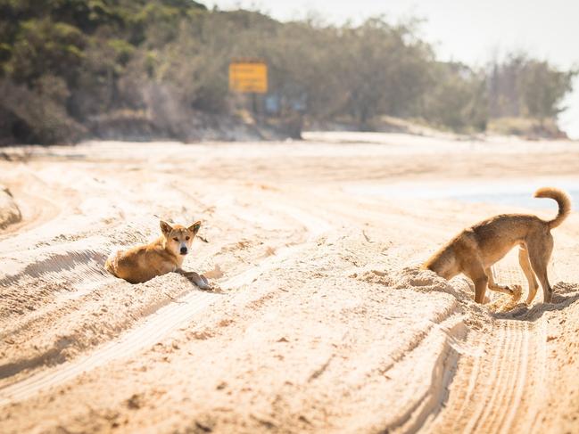SOCIAL MEDIA IMAGE DISCUSS USE WITH YOUR EDITOR - SOCIAL MEDIA IMAGE DISCUSS USE WITH YOUR EDITOR - DOG DAYS: Fraser Island Dingoes play around in the sand.