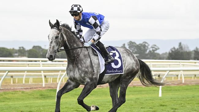 Berkshire Shadow is chasing his first Australian win in the Ladies Day Cup at Hawkesbury. Picture: Bradley Photos