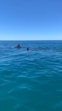 'Feeling Pretty Lucky': Kayaker Gets Up Close With Pod of Dolphins in Queensland