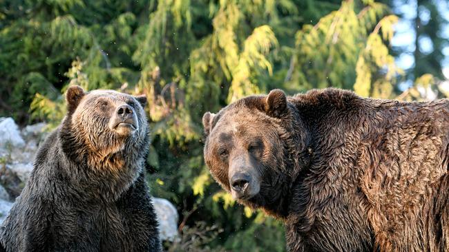 So, is the bear market over? Not by a long way. Picture: iStock