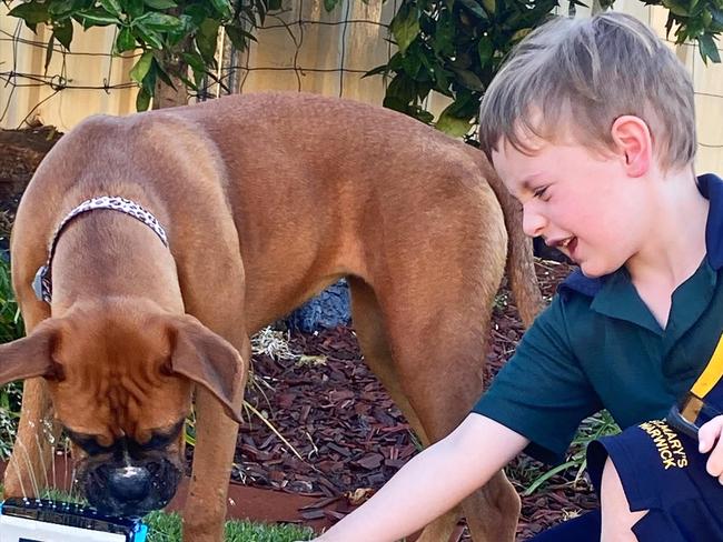 Nala the boxer with best mate Kobi McLaughlin, 5. Picture: contributed