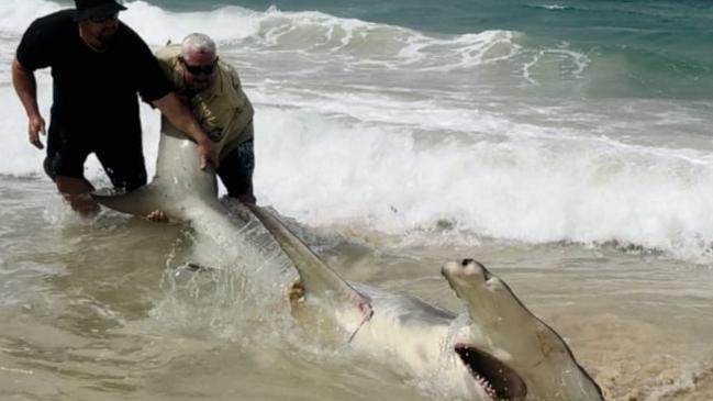 Kurt Donald posted this picture of a 4.2 metre Hammerhead shark caught and released off K'gari while chasing mackere