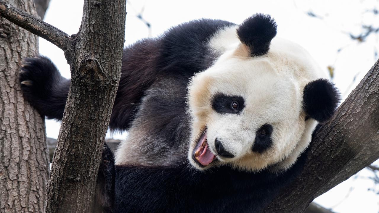 Giant panda’s Wang Wang and Fu Ni have been on loan from Beijing since 2009. Picture: Adrian Mann / ZoosSA