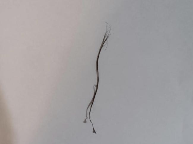 A long, coarse hair that was found in the bush and thought to possibly be that of a yowie’s. Picture: Facebook