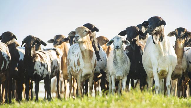 Persian sheep in all colours and patterns on the Walkers’ Coolibah Persian Sheep Stud at Pearcedale. Picture: Zoe Phillips