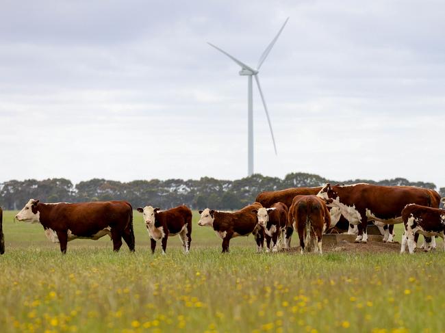 While Donald Trump says wind farms are 'driving the whales crazy', cows graze under the turbines at Hawkesdale.