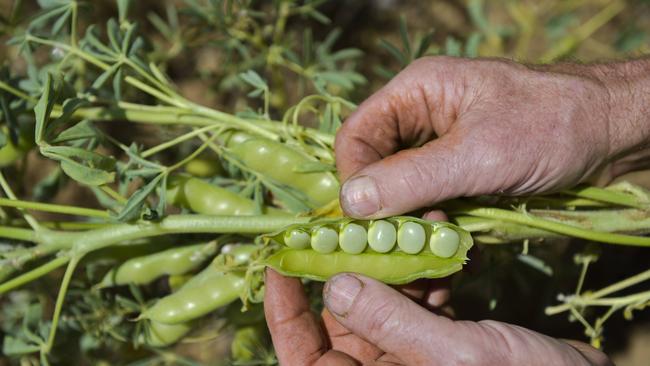 Gary Drew opens a lupin pod on his farm at Brocklesby, NSW. Picture: Dannika Bonser