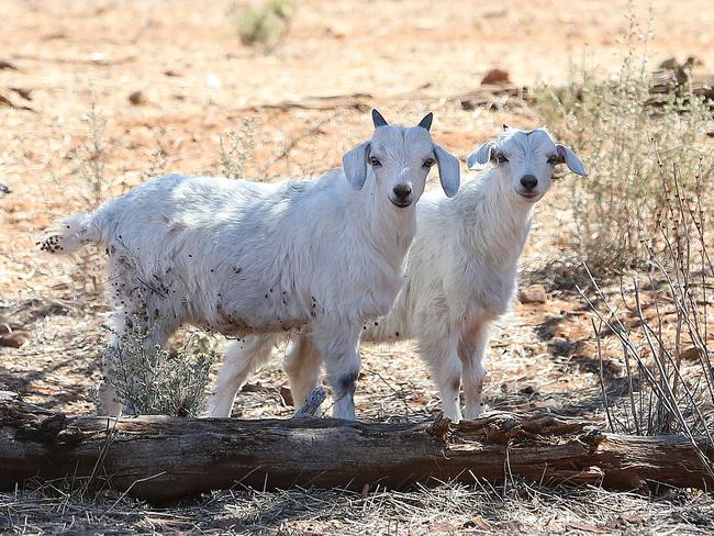 Bendleby Ranges owner/manager Warren Luckraft.Pictured are feral goats on his property. For Erin Jones Feral Goat story. Picture: Dylan Coker