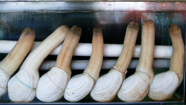 The geoduck ("gooey duck") Panopea generosa, is a species of saltwater clam.