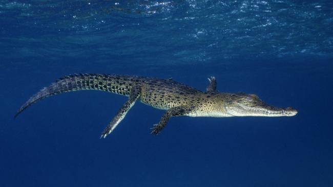 A large saltwater crocodile swimming through blue water.