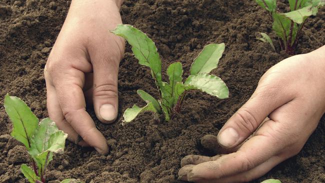 When doing activities like planting that requires you to bend over, be sure to take frequent breaks. Picture: Getty