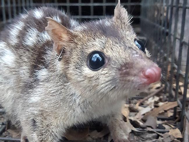 An endangered male Northern Quoll which was found to be giving up sleep in favour of having more sex – which could kill him. Photo: University of the Sunshine Coast.