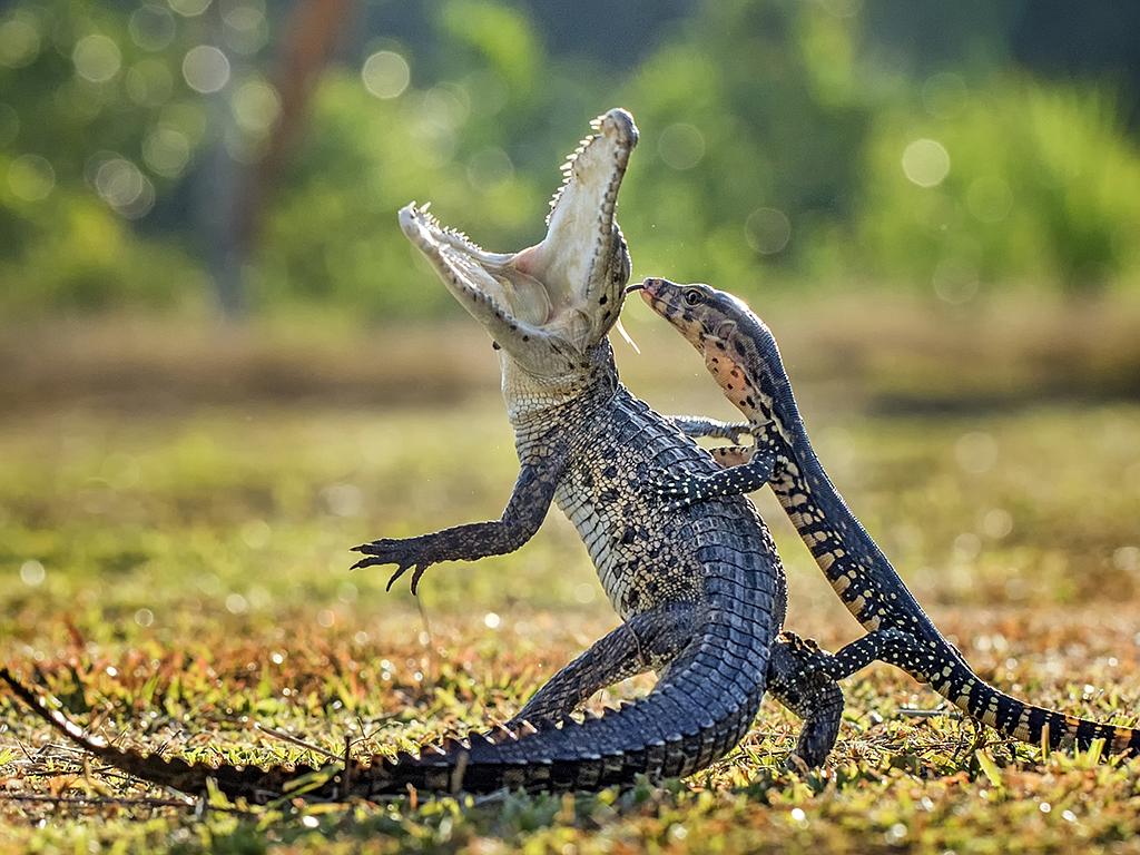 © Hendy Lie, Indonesia, Entry, Open, Nature and Wildlife, 2016 Sony World Photography Awards “ I captured this photo of a crocodile and lizard battling. The crocodile was sunbathing when the lizard suddenly attacked.”