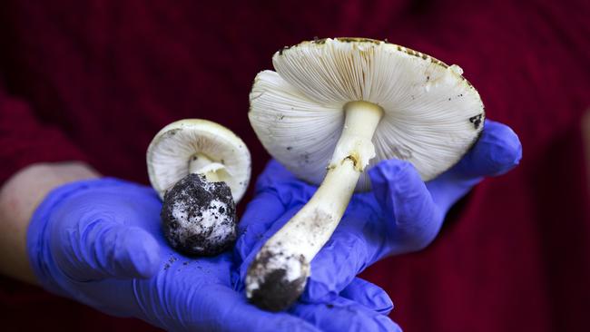 The mushroom as a baby and fully grown. Picture: Sarah Matray