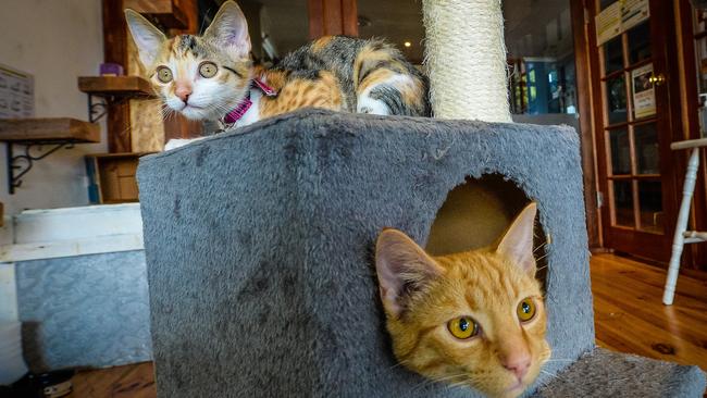 Have coffee with cats and adopt them too at MeowMe Cat Cafe in Parkside ...