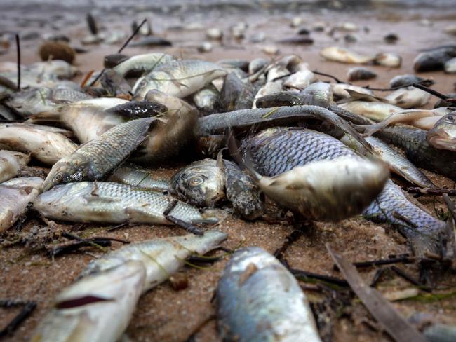 ADELAIDE, AUSTRALIA - Advertiser Photos JANUARY 23, 2023: Thousands of juvenile carp and other marine life washed up on Middleton Beach from the Murray River flood waters entering the ocean. Picture Emma Brasier