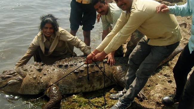 The NT Ranger Association is raising money to help Rajasthan forest ranger Prem Kanwar Shaktawat to Darwin for the International Union for Conservation of Natureâs Crocodile Specialist Group conference. The Indian ranger has been celebrated for saving more than 500 animals, including mugger freshwater crocodiles.