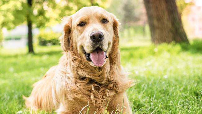 Awww: who doesn’t love a golden retriever?