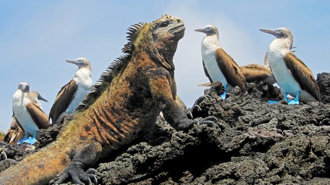 A marine iguana with blue footed boobies on Isabela Island.