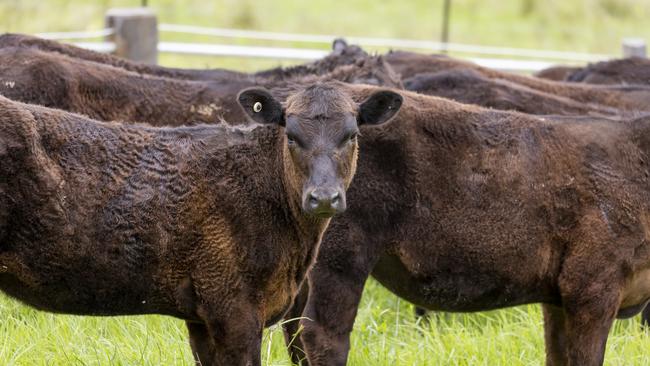 Supply and demand and an increasing middle class paint positive signs for Australia’s livestock industry, Strong says.