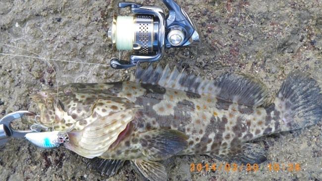 A nice rock cod caught on a Surecatch Snap Bean.