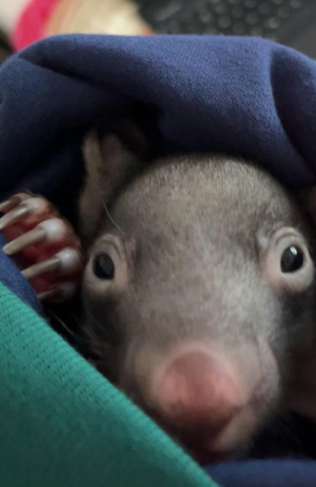 Wildlife carers say wombats are at risk of being wiped out by culls, disease and habitat loss. Picture: supplied