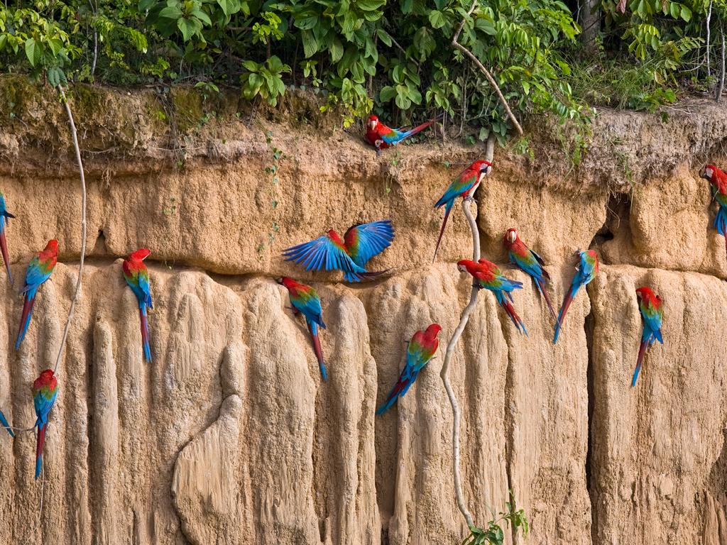 Macaws fences and walls. Заповедник Ману в Перу.